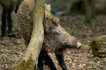 Fototapete bei efototapeten.de bestellen   