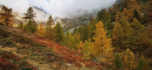 Larici in autunno