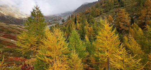 Larici in autunno