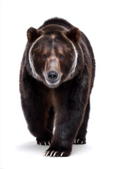 Grizzly bear walking forward on white background
