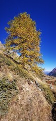 Larici in autunno