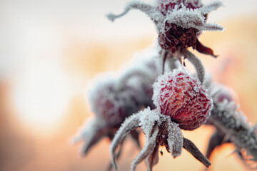 Frosted Rose Hips Glisten in the Morning Light at a Chilly Garden in Winter