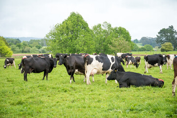 Herd of Friesian and Friesian jersey cross dairy cows grazing in green grass