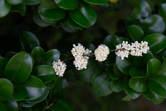 Macro clusters of white flowers of -Ligustrum japonicum rotundifolium shrub