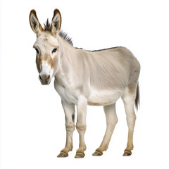 White donkey standing isolated on white