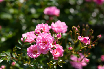 A relaxing and romantic scene in the garden, featuring many beautiful pink climbing roses. Pink roses are a variety of Rouletii