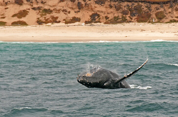 Juvenile Humpback breaching off Monterey © Richard