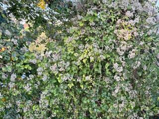 Clematis vitalba shows its signature fluffy seed heads among green foliage, capturing the airy, cotton-like clusters of this wild climbing vine in a natural outdoor setting.
