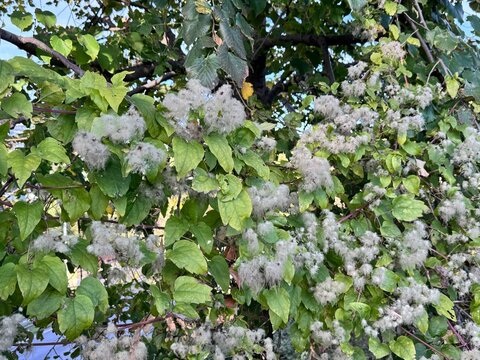 Clematis vitalba shows its signature fluffy seed heads among green foliage, capturing the airy, cotton-like clusters of this wild climbing vine in a natural outdoor setting. - Powered by Adobe