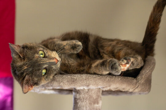 dilute tortie cat on cat tower