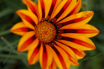 Gazania flower blooming showcasing vibrant red and orange petals