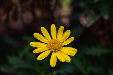 Yellow daisy-like flower blooming in macro view