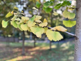 Close-up of Ginkgo biloba leaves glowing in warm sunlight. Fresh green fan-shaped foliage symbolizing vitality, longevity, and ancient nature beauty in a tranquil natural background.