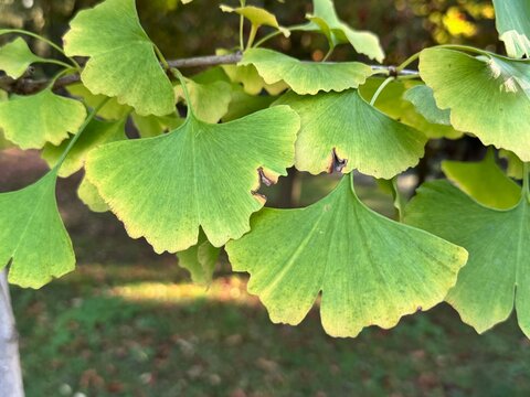 Close-up of Ginkgo biloba leaves glowing in warm sunlight. Fresh green fan-shaped foliage symbolizing vitality, longevity, and ancient nature beauty in a tranquil natural background.
