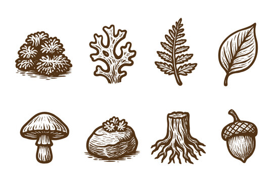 Hand drawn forest elements with plants and leaves in vintage style
