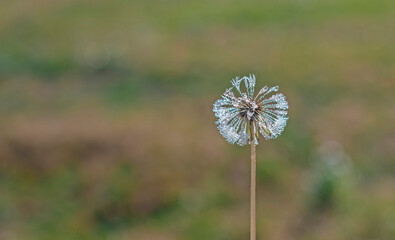 Dandelion (Taraxacum officinale) is a naturally occurring plant. Its cotton-like white seeds attract attention in autumn.