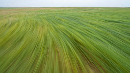 Energetic motion blur transforms a boundless green field into a vibrant abstract expression, highlighting the fluid beauty and dynamic rhythm of the natural environment