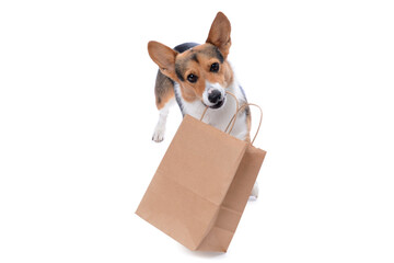 puppy holding the bag