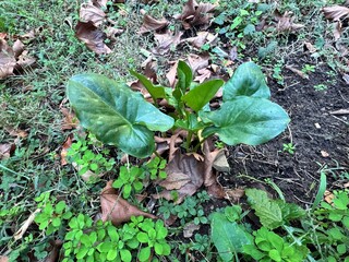 Arum maculatum shows a single glossy, arrow-shaped young leaf emerging from the forest floor, highlighting the early growth stage of this shade-loving woodland plant in a natural habitat.