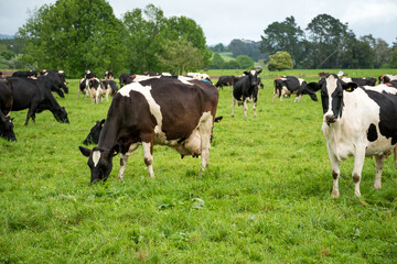Herd of Friesian and Friesian jersey cross dairy cows grazing in green grass