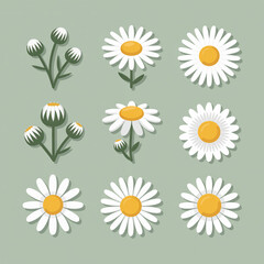 Collection of flat design white daisy flowers and buds on green background yellow