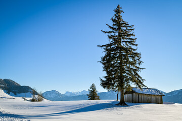 Tall tree next to wooden hut with beautiful views on Swiss Alps from top of Zugerberg