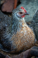 Chicken on a nest