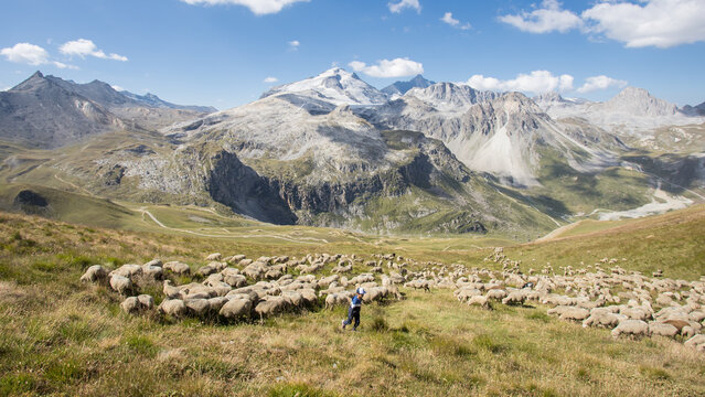troupeau de moutons sur les montagnes des Alpes en face du glacier de la Grande Motte dans le Parc de la Vanoise en Haute Tarentaise &agrave; Tignes en Savoie en &eacute;t&eacute;