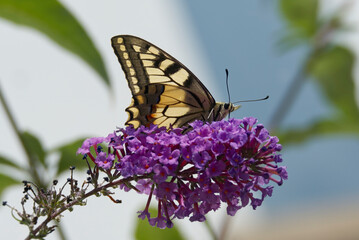 Old World Swallowtail or common yellow swallowtail (Papilio machaon) sitting on summer lilac in Zurich, Switzerland