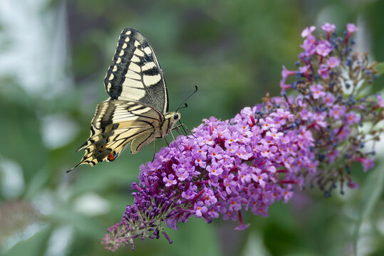 Old World Swallowtail or common yellow swallowtail (Papilio machaon) sitting on summer lilac in Zurich, Switzerland
