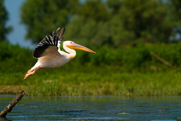 Delta Liftoff: Pelican in Full Flight
