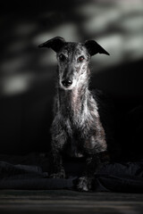 Hochformat Porrait eines Galgo Espanol 