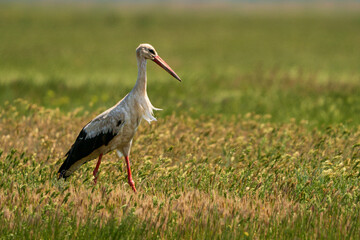 Stork in Golden Light