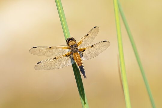 Four-spotted chaser (dragonfly) on grass