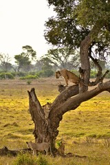 Lion Family Under Acacia Tree in Tsavo East National Park, Kenya