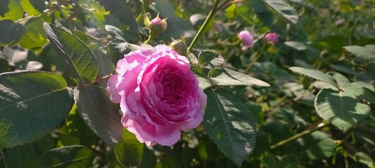 A stunning display of roses in soft hues, set against lush greenery, embracing the essence of...