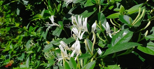 A beautiful honeysuckle flower captured in a horizontal orientation, showcasing delicate white petals and lush green foliage. Perfect for nature-themed projects.