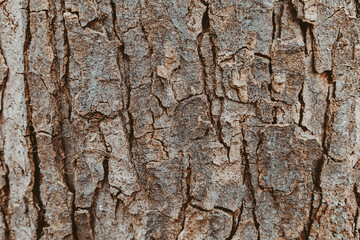 Naklejka premium Natural texture of tree bark with deep cracks and a three-dimensional pattern. Natural wood background for design, nature and organic projects.