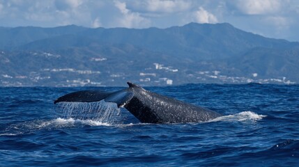 Naklejka premium Majestic whale tail emerges from azure waters near coastal mountains at sunset