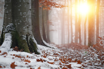 close-up of tree trunks on a forest path covered with snow and autumn leaves