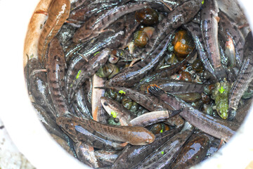 Freshly caught snakehead fish and snails piled high in a bucket ready for market or delicious meal