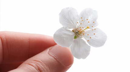 Holding a delicate white flower with gentle fingers in spring