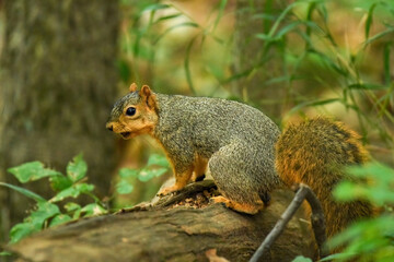 Fox squirrel hoarding. Squirrel has a nut in its mouth and a stash of nuts at its feet. Michigan.