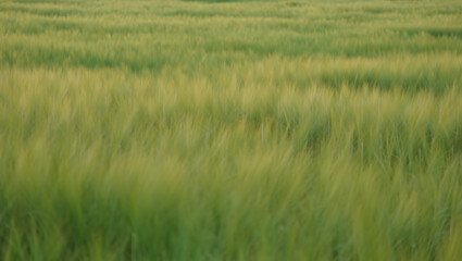 Obraz premium A serene field of green crops gently swaying in the wind, capturing the essence of nature's tranquility and the beauty of agriculture