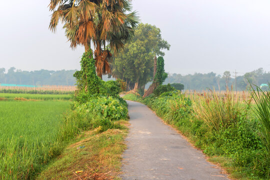 Winding road through vibrant green rice fields in rural landscape offers serene travel inspiration