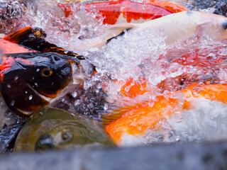 A group of koi fish in striking colors. Captured in sharp detail, creating a powerful visual, full of texture and natural dynamics. Beautiful.