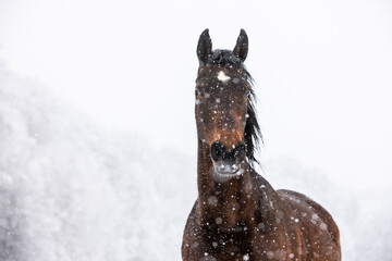 Pferd im Schneegestöber