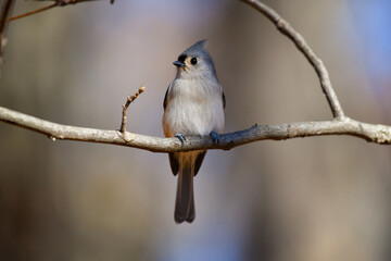 Tufted titmouse in late fall.