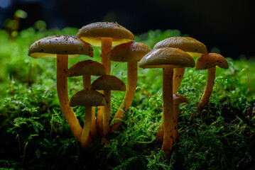 Fungi Growing in a Pacific Northwest Forest