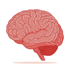 Illustration of Human Brain Anatomy